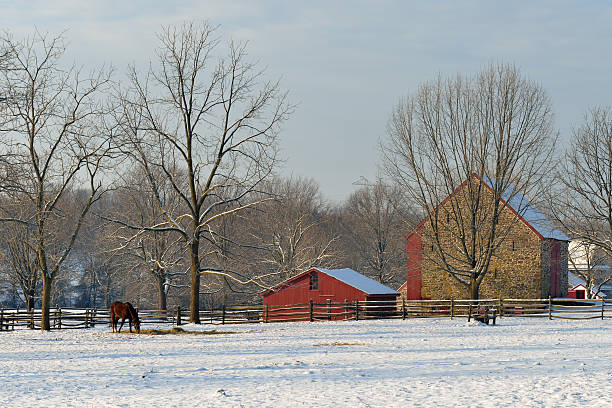 istock Horse in Farm 174898596