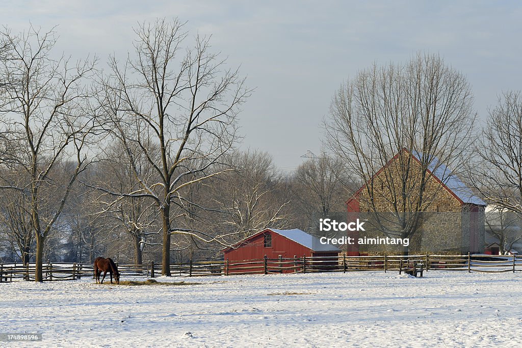 Cavalo em fazenda - Foto de stock de Animal royalty-free