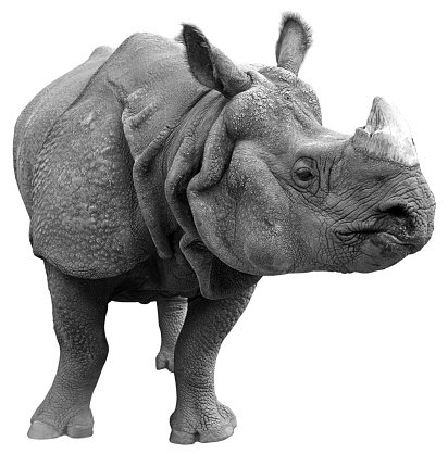 Isolated rhinoceros standing, front view. Click to see other shots from this series.