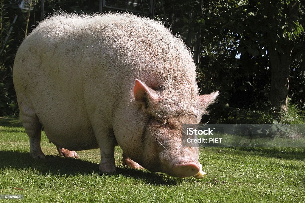 Que permita que los cerdos? - Foto de stock de Animal libre de derechos
