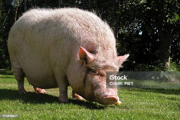 Que Permita Que Los Cerdos Foto de stock y más banco de imágenes de Animal - Animal, Cerdo, Cerdo Domesticado