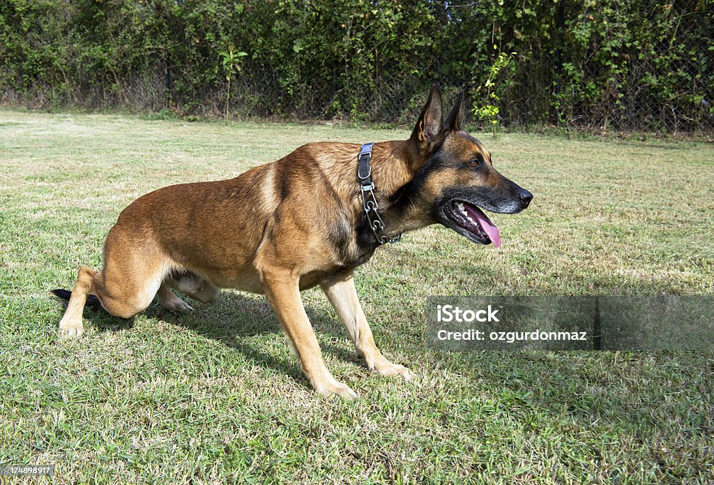 Belgischer Malinois - Lizenzfrei Belgien Stock-Foto