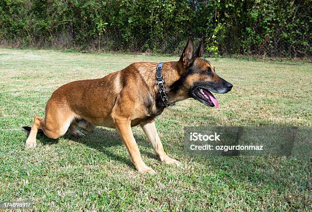 Photo libre de droit de Berger Belge Malinois banque d'images et plus d'images libres de droit de Belgique - Belgique, Gardien de moutons, Agent de sécurité