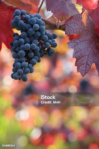 Gli Acini Duva E Foglie Di Colore Nero - Fotografie stock e altre immagini di Uva Cabernet Sauvignon - Uva Cabernet Sauvignon, Autunno, Azienda vinicola