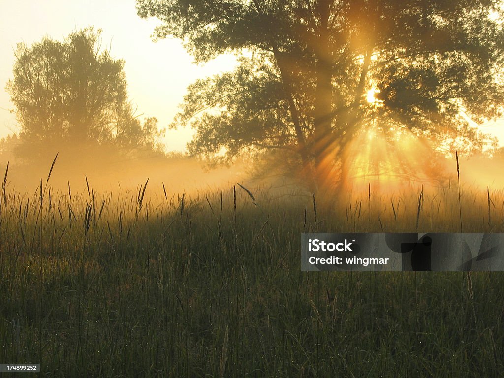 morning glory near the lake gruenten (bavaria) Affectionate Stock Photo