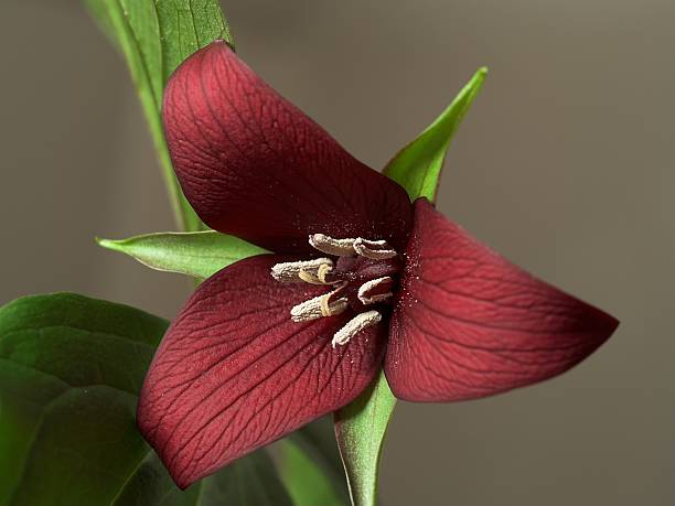 Free picture: plant, flowering, wildflower, red, trillium, robin