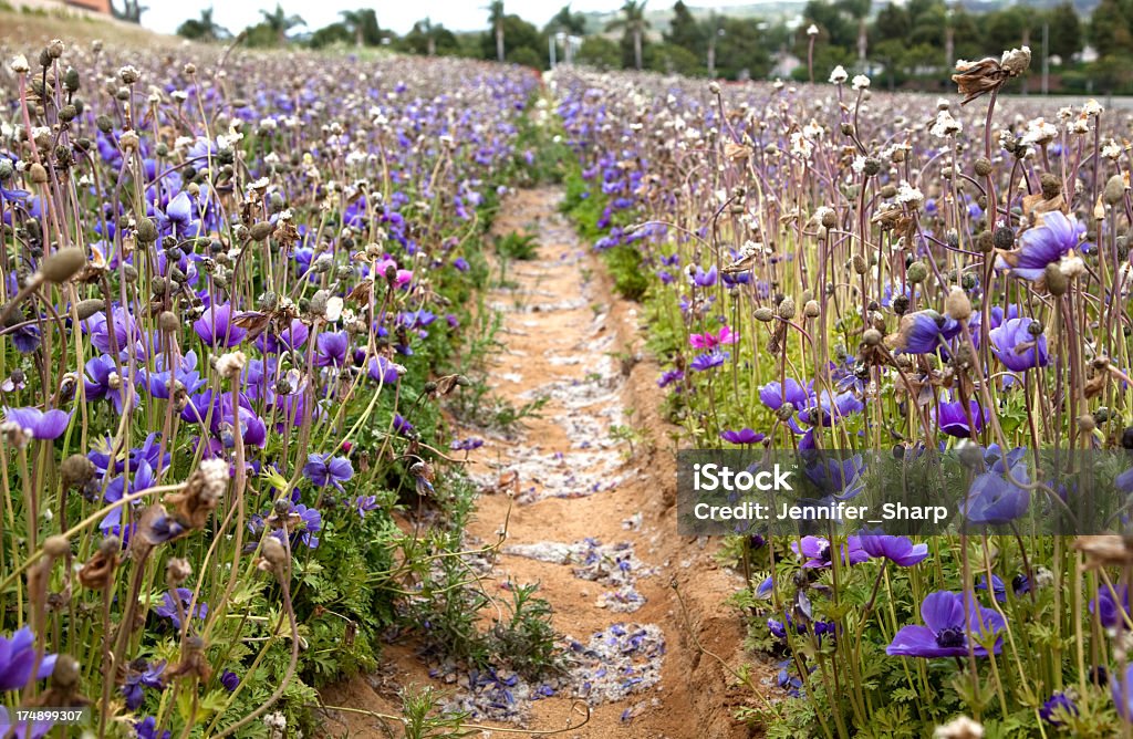 Pole z fioletowe kwiaty - Zbiór zdjęć royalty-free (Bez ludzi)
