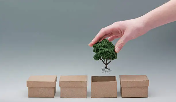 Female hand lifting a miniature tree out of a cardboard box
