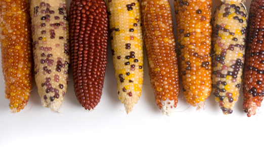 Subject: Harvest season colorful Indian corn on white background