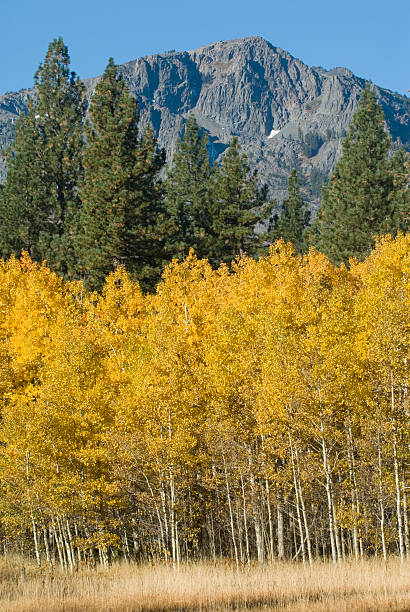 Aspen árboles y a las montañas. - foto de stock