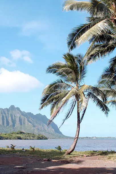 "Palm trees overlooking Kahaluu Bay on East Oahu, Hawaii."