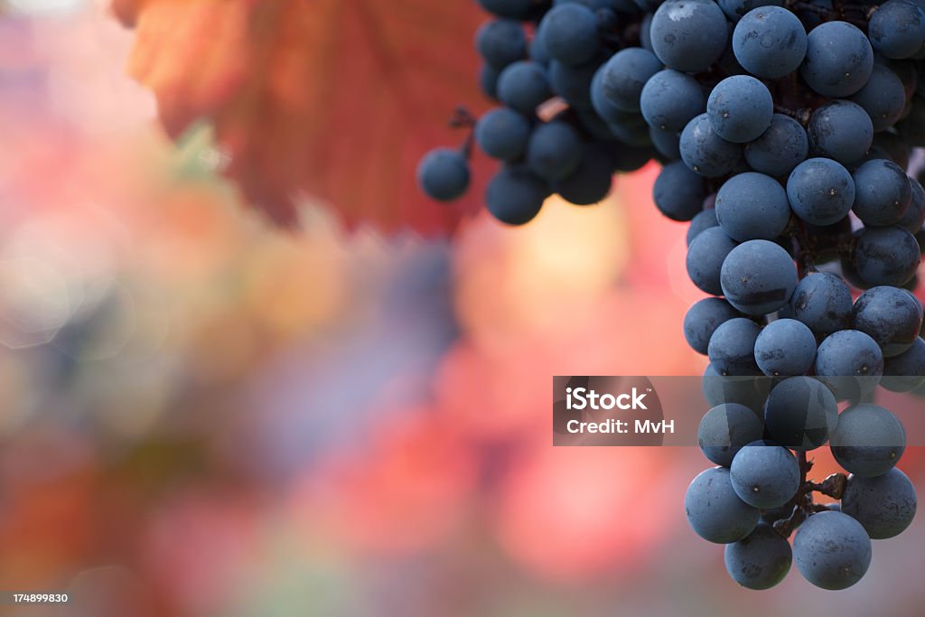 Maduras uvas negro - Foto de stock de Uva libre de derechos