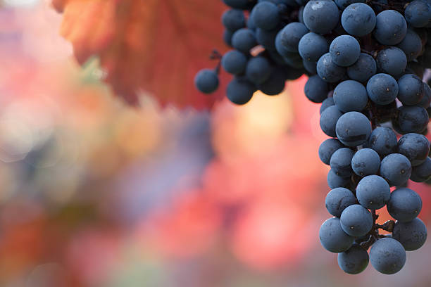 Black grapes hanging on the vine on a blurred background stock photo