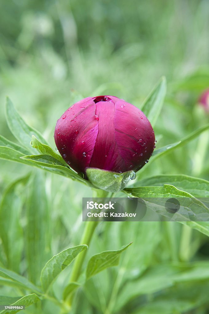 Красный Пион Почка-стадия развития растения - Стоковые фото Пион роялти-фри