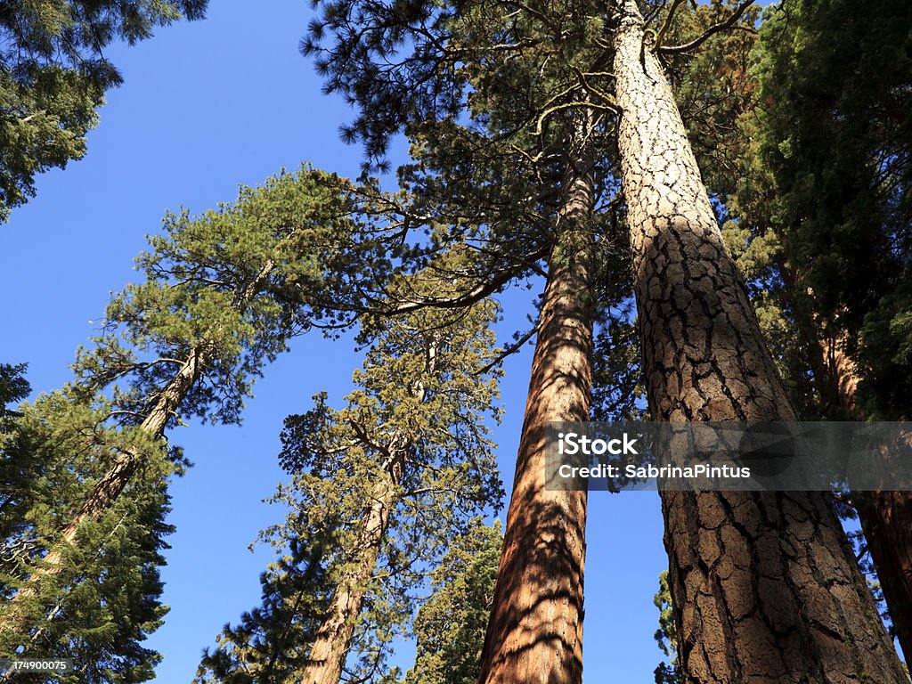 Parque nacional das Sequoias árvores - Royalty-free Alto - Descrição Física Foto de stock