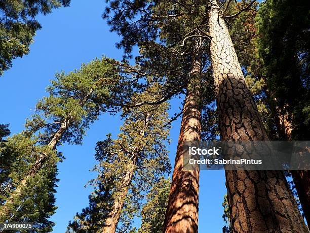 Parque Nacional Das Sequoias Árvores - Fotografias de stock e mais imagens de Alto - Descrição Física - Alto - Descrição Física, Ao Ar Livre, Arbusto
