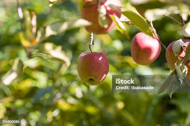 Niski Wiszący Apple - zdjęcia stockowe i więcej obrazów Owoc - Owoc, Nisko, Wisieć
