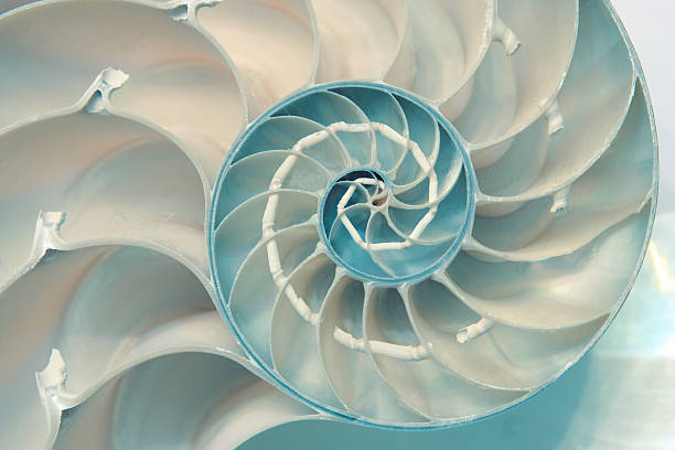 Nautilus A cut nautilus shell, in perfect spiral. My 22nd flame, on May 31st, 2007. symmetry stock pictures, royalty-free photos & images