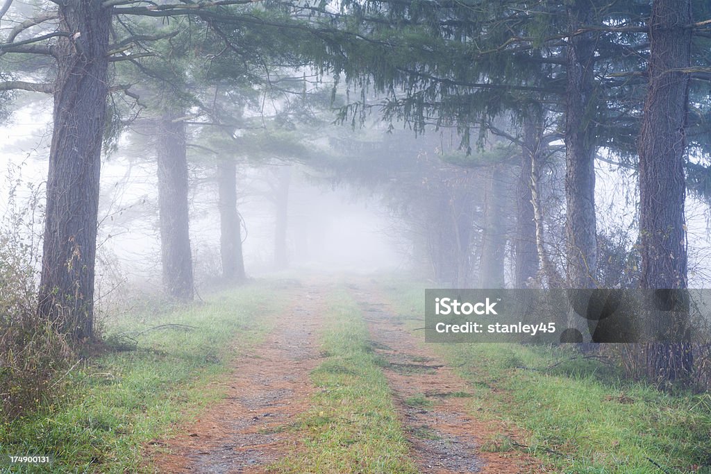 Sentier forestier dans le brouillard - Photo de Infini libre de droits