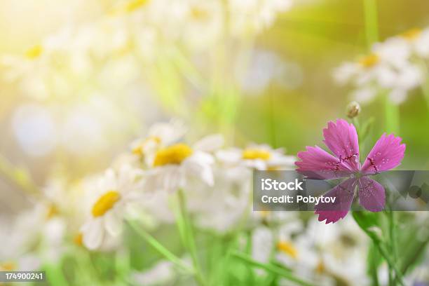 Sonnige Wiese Stockfoto und mehr Bilder von Blume - Blume, Blüte, Blütenblatt