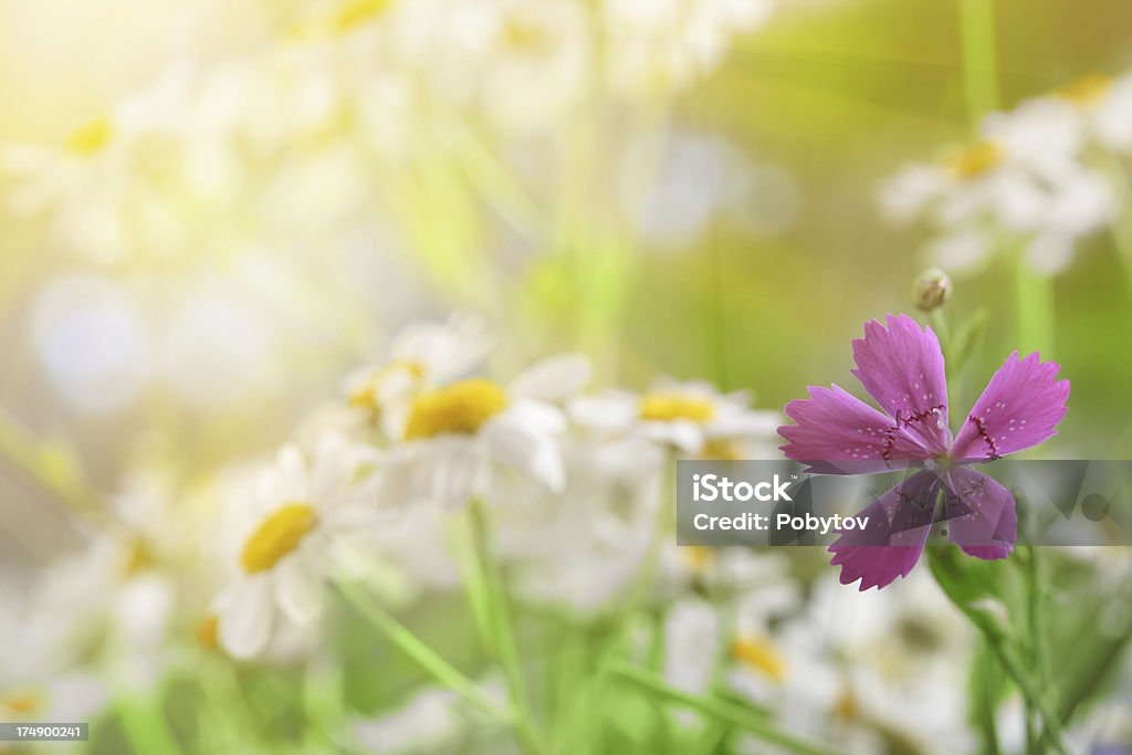 Belle Prairie - Photo de Anthémis libre de droits