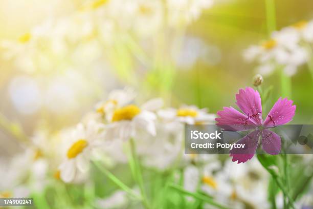 Photo libre de droit de Belle Prairie banque d'images et plus d'images libres de droit de Anthémis - Anthémis, Beauté de la nature, Blanc