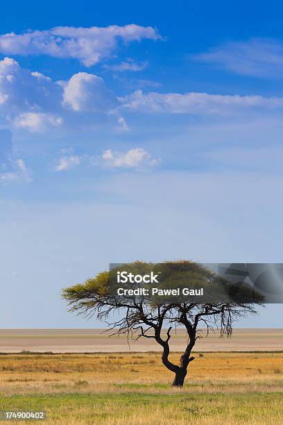 Lone Akacja W Savanah Namibia - zdjęcia stockowe i więcej obrazów Park Narodowy Etosha - Park Narodowy Etosha, Afryka, Akacja