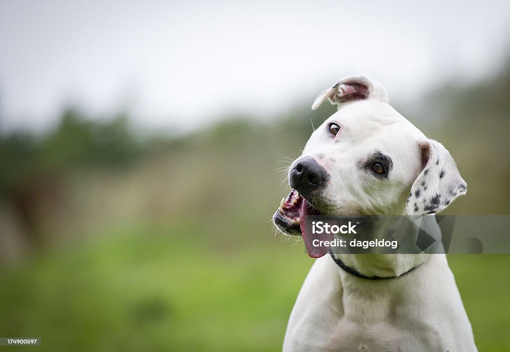 Hola, - Foto de stock de Perro libre de derechos