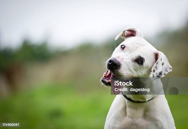 Hola Foto de stock y más banco de imágenes de Perro - Perro, Preguntar, Mascota