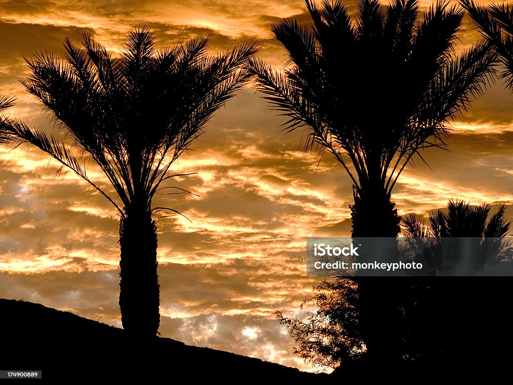 Palme Sillouette - Foto stock royalty-free di Los Angeles - Città