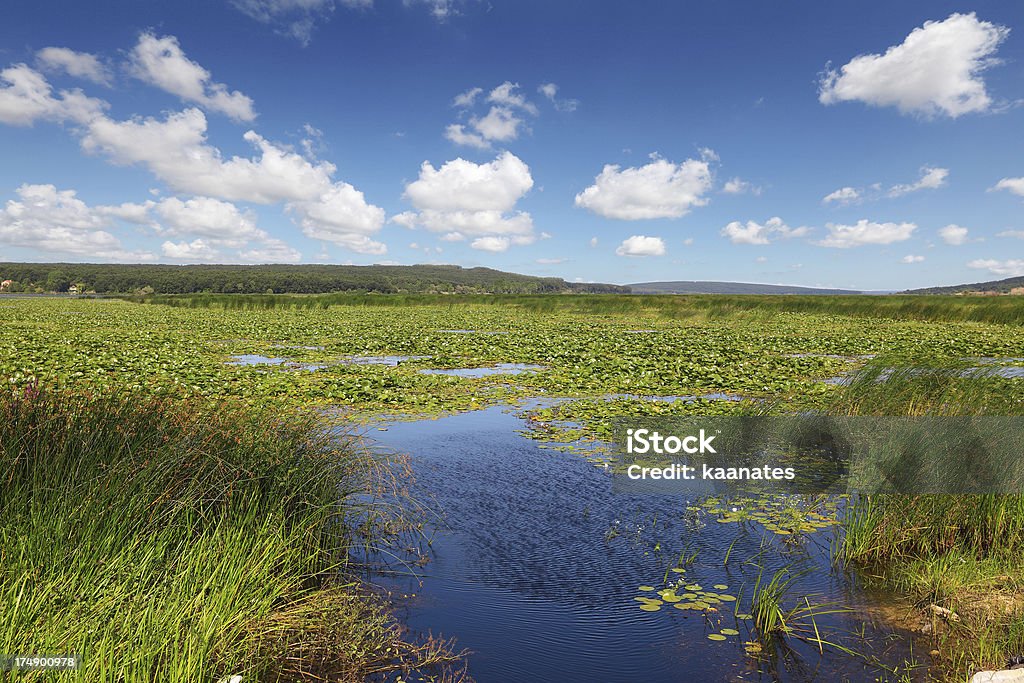 Água do lago de lótus - Foto de stock de Ajardinado royalty-free
