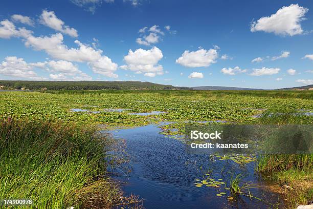 Foto de Água Do Lago De Lótus e mais fotos de stock de Ajardinado - Ajardinado, Azul, Beleza natural - Natureza