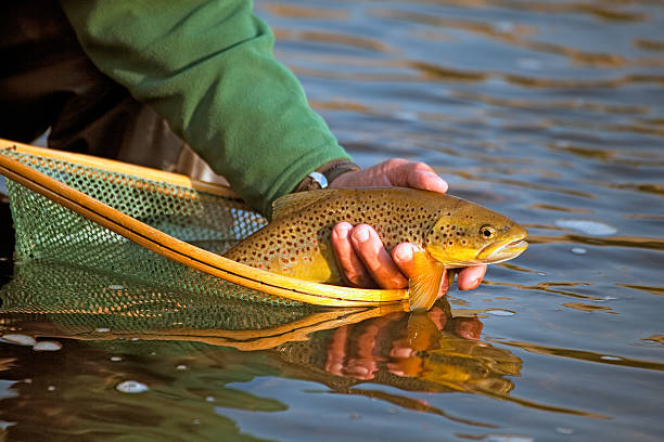 uwalniać a pstrąg potokowy - brown trout zdjęcia i obrazy z banku zdjęć