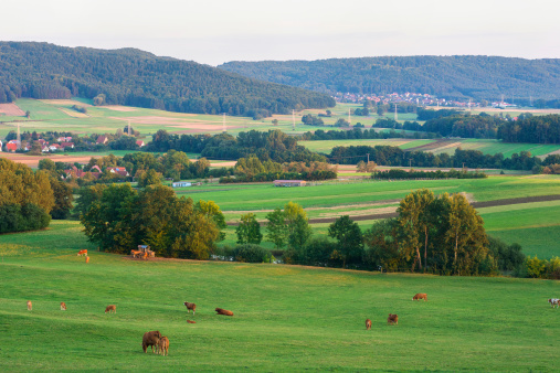 cows on grass - Kuhweide in Franken