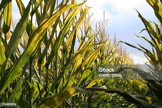 Himmlische Ernte Stockfoto und mehr Bilder von Agrarbetrieb - Agrarbetrieb, Alkoholisches Getränk, Ernten