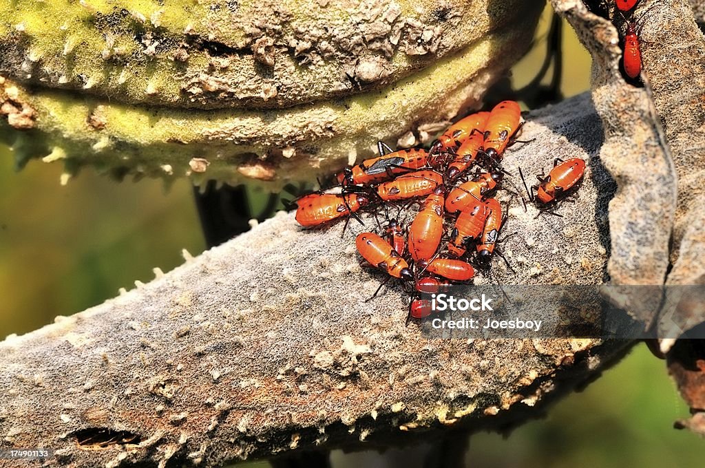 Large Milkweed Bug, Oncopeltus fasciatus, Group Blue Mash is a reclaimed landfill and was a pre civil wa settlement for freed slaves. Here we have a group of Large Milkweed Bugs in the fall doing what Milkweed Bugs do before winter, trying to fatten up and make a hive for survival. There is a male with the developed wings, females without who look a bit pregnant with eggs and hatchlings trying to figure out what's happening Animal Stock Photo