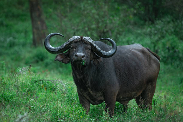 istock Cape buffalo male looking while eating grass 1749011387