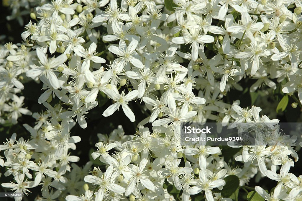 Clematis 'Sweet Autumn' with Profusion of Blooms Clematis terniflora 'Sweet Autumn' in late summer bloom.  Carpet of star-shaped white blooms are only 1 inch in diameter. Clematis Stock Photo