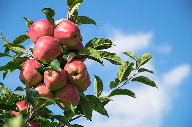 istock Apple tree close-up to a batch of red apples 174901425