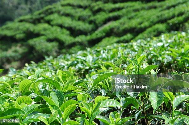 Herbata Plantation - zdjęcia stockowe i więcej obrazów Fotografika - Fotografika, Herbata chińska, Horyzontalny