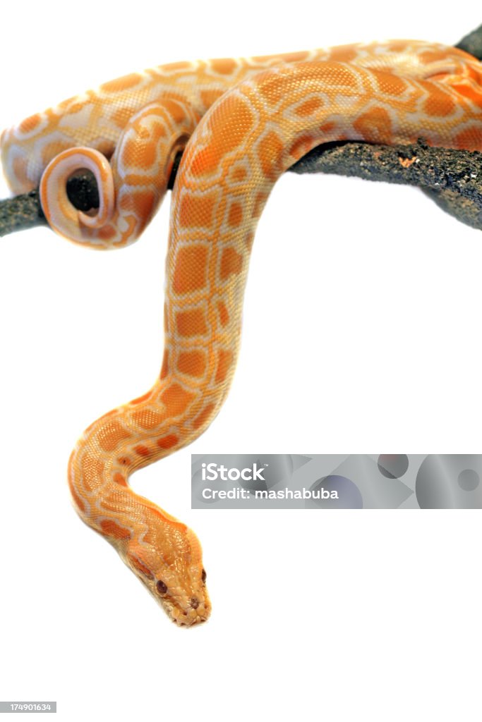Serpente un albino - Foto stock royalty-free di Serpente - Rettile