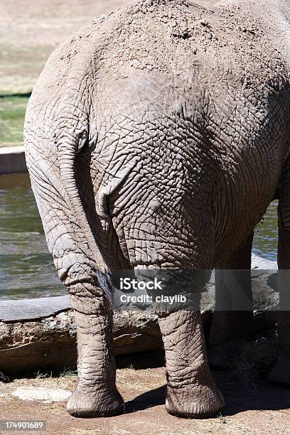 Testa Di Elefante - Fotografie stock e altre immagini di Bizzarro - Bizzarro, Imballare, Africa