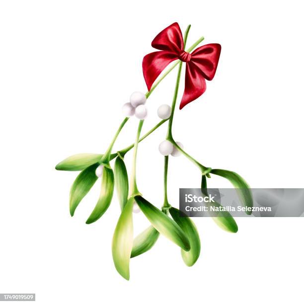 set of Christmas sprigs of mistletoe sprigs of mistletoe. Winter holiday  theme. suitable for postcards, posters, web pages and textiles Stock Photo  - Alamy