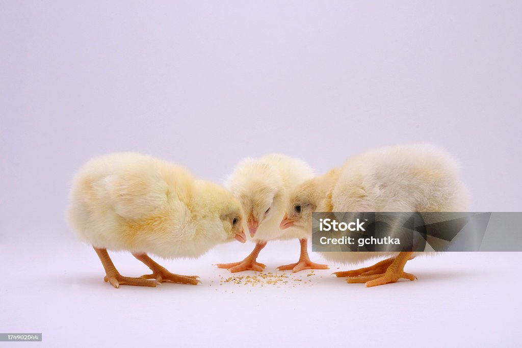 Bebé pollos 2 - Foto de stock de Agricultura libre de derechos