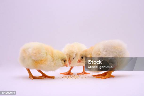 Bebé Pollos 2 Foto de stock y más banco de imágenes de Agricultura - Agricultura, Amarillo - Color, Animal