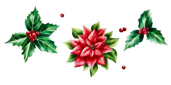 Watercolor set of christmas poinsettia and holly berry. New year botanical december symbol illustration isolated on white background. For designers, decoration, shop, for postcards, wrapping paper, covers. For posters and textile