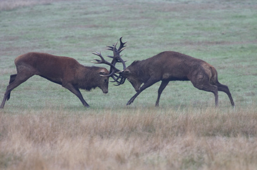Red deer stags (Cervus elaphus) fighting in the rut. In the colourless dawn, two red deer stags indulge in a brief skirmish. The stag on the right, with hunched back, has a group of females held in thrall some 50 metres away. The challenger (on the left) has no real heart for the battle and retires early.