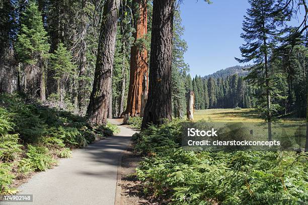 Photo libre de droit de Crescent Meadow Trail Du Parc National De Sequoia banque d'images et plus d'images libres de droit de Arbre - Arbre, Californie, Californie du Nord