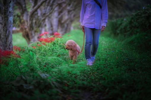 Dog-walking