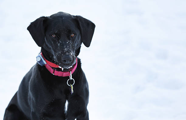 istock Alert Dog Sitting on Snow 174902173